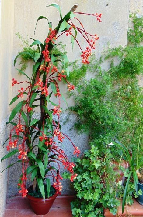 Bilbergia Plant H 180 x 7 - Sconti per Fioristi e Aziende - Artificiale