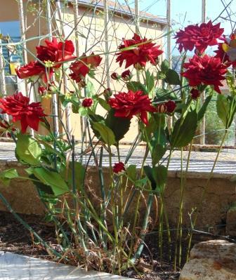 Dalia x 3 in Velluto H 80  - Sconti per Fioristi e Aziende . - Artificiale vellutata