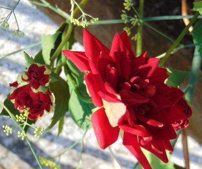 Dalia x 3 in Velluto H 80  - Sconti per Fioristi e Aziende . - Artificiale vellutata