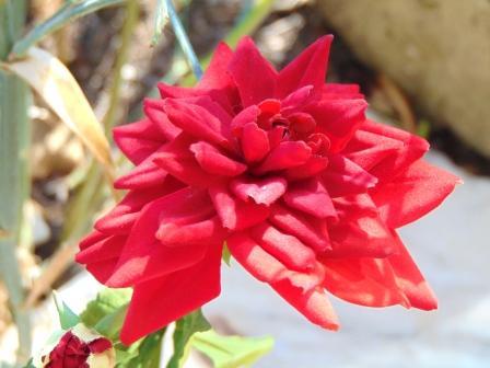 Dalia x 3 in Velluto H 80  - Sconti per Fioristi e Aziende . - Artificiale vellutata