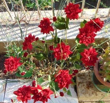 Dalia x 3 in Velluto H 80  - Sconti per Fioristi e Aziende . - Artificiale vellutata