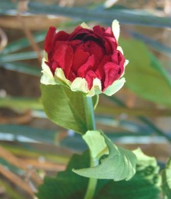 Dalia x 3 in Velluto H 80  - Sconti per Fioristi e Aziende . - Artificiale vellutata