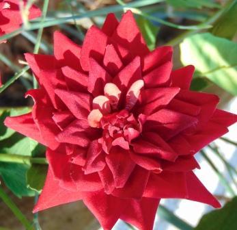 Dalia x 3 in Velluto H 80  - Sconti per Fioristi e Aziende . - Artificiale vellutata