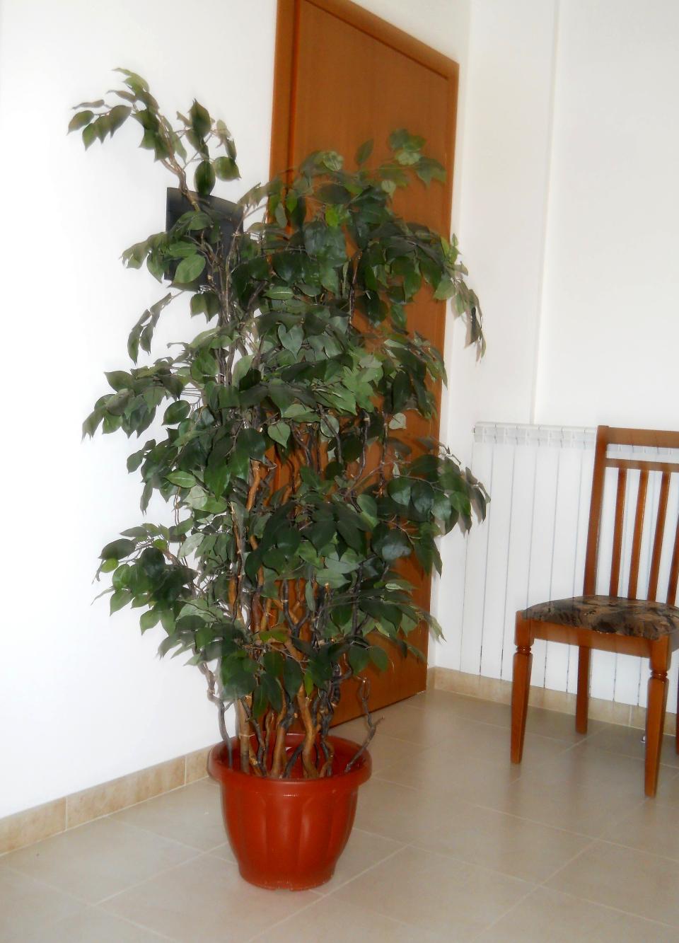 Ficus Twisted H 220 in vaso - Sconti per Fioristi e Aziende - Artificiale con 2064 foglie verdi