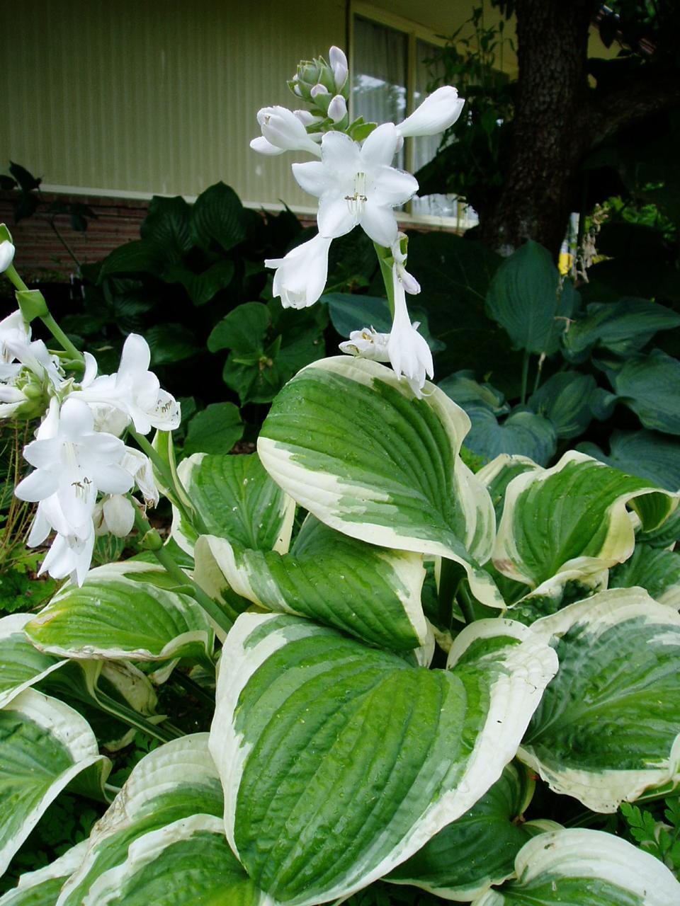 Hosta Fasciata x 18  fiorita - Sconti per Fioristi e Aziende - Artificiale