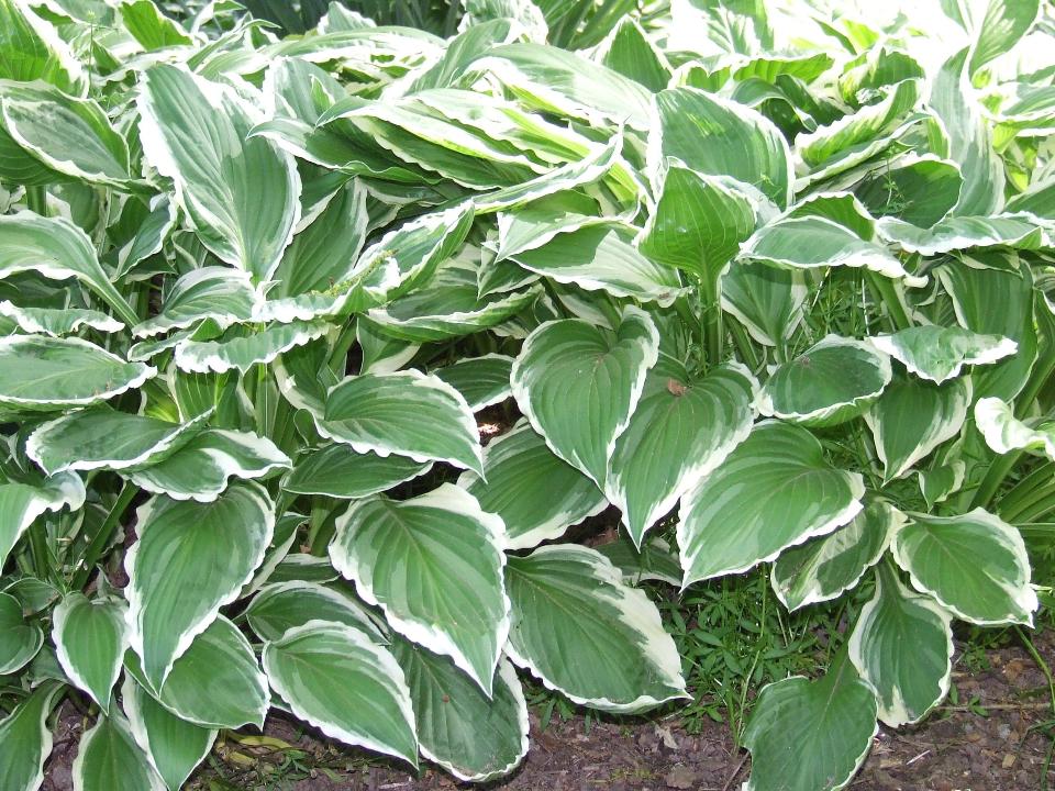 Hosta Fasciata x 18  fiorita - Sconti per Fioristi e Aziende - Artificiale