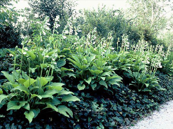 Hosta Fasciata x 18  fiorita - Sconti per Fioristi e Aziende - Artificiale