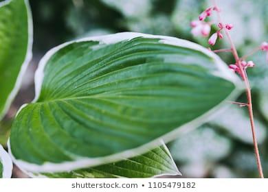 Hosta Fasciata x 18  fiorita - Sconti per Fioristi e Aziende - Artificiale