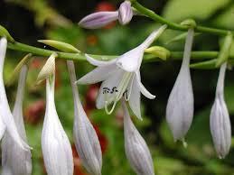 Hosta Fasciata x 18  fiorita - Sconti per Fioristi e Aziende - Artificiale