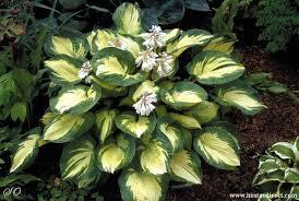 Hosta Fasciata x 18  fiorita - Sconti per Fioristi e Aziende - Artificiale