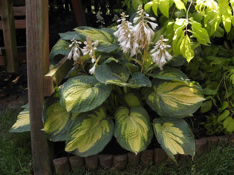 Hosta Fasciata x 18  fiorita - Sconti per Fioristi e Aziende - Artificiale