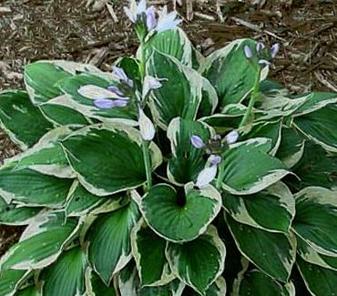 Hosta Fasciata x 18  fiorita - Sconti per Fioristi e Aziende - Artificiale