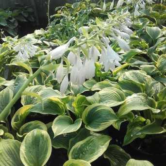 Hosta Fasciata x 18  fiorita - Sconti per Fioristi e Aziende - Artificiale