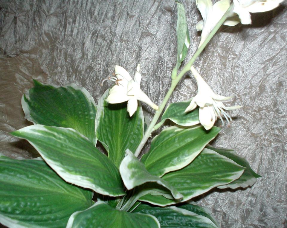 Hosta Fasciata x 18  fiorita - Sconti per Fioristi e Aziende - Artificiale