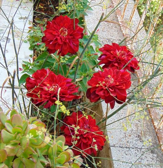 Dalia Rossa large  H 65- Sconti per Fioristi e Aziende . - Artificiale in velluto