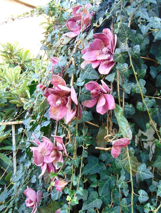 Magnolia Branch x 3 in Polifoam - Sconti per Fioristi e Aziende .