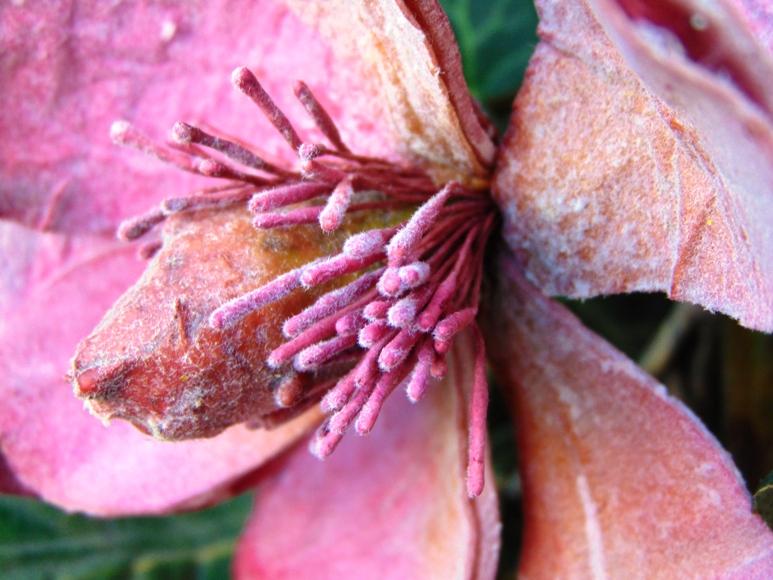 Magnolia Branch x 3 in Polifoam - Sconti per Fioristi e Aziende .