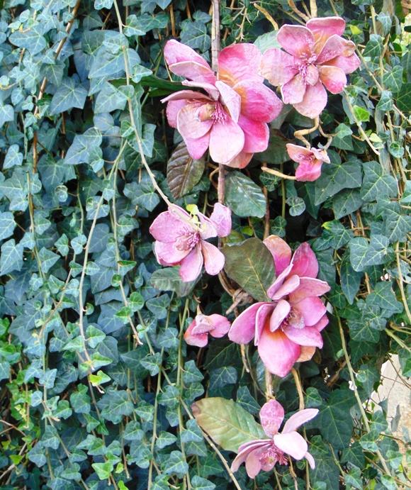 Magnolia Branch x 3 in Polifoam - Sconti per Fioristi e Aziende .