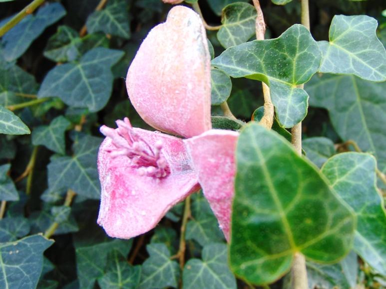 Magnolia Branch x 3 in Polifoam - Sconti per Fioristi e Aziende .