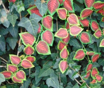 Coleus Cadente Artificiale - Sconti per Fioristi e Aziende -  in 2 modelli