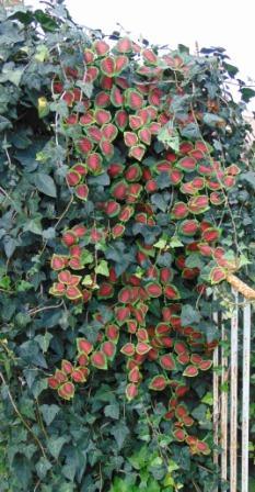 Coleus Cadente Artificiale - Sconti per Fioristi e Aziende -  in 2 modelli