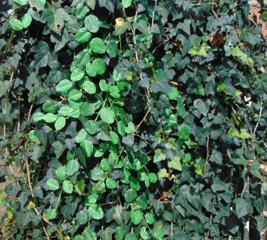 Fittonia Cadente  H 60 - Sconti per Fioristi e Aziende - Stampato in 2 modelli