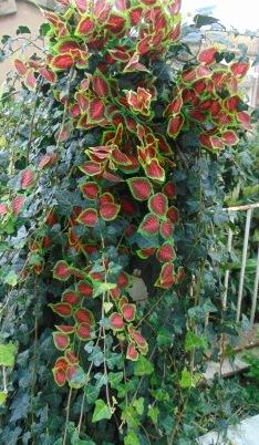 Coleus Bush x 6 Artificiale - Sconti per Fioristi e Aziende - in poliester