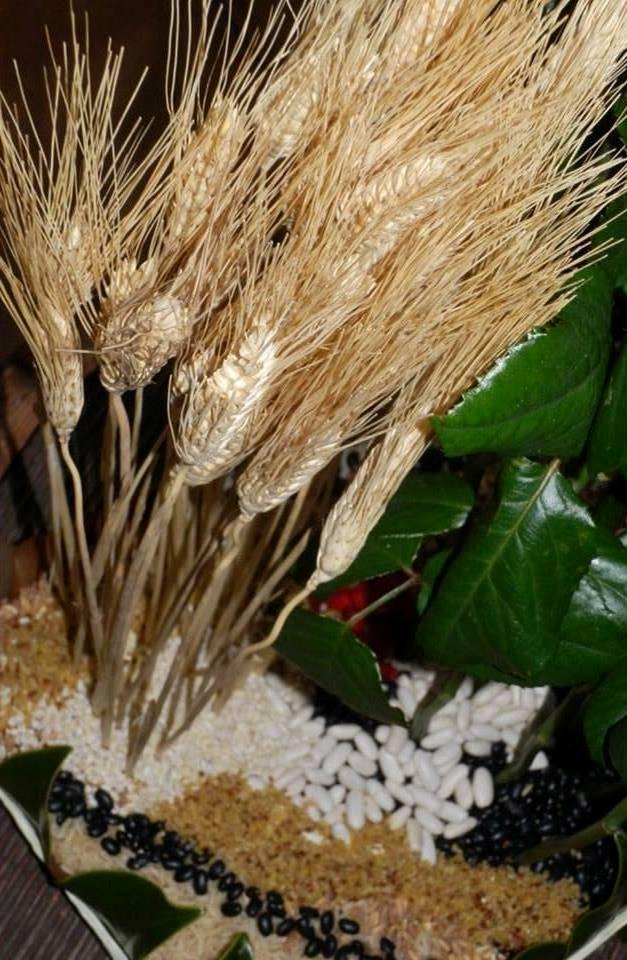 Spighe di grano stabilizzato mazzo 100 steli - Sconti per Fioristi e Aziende