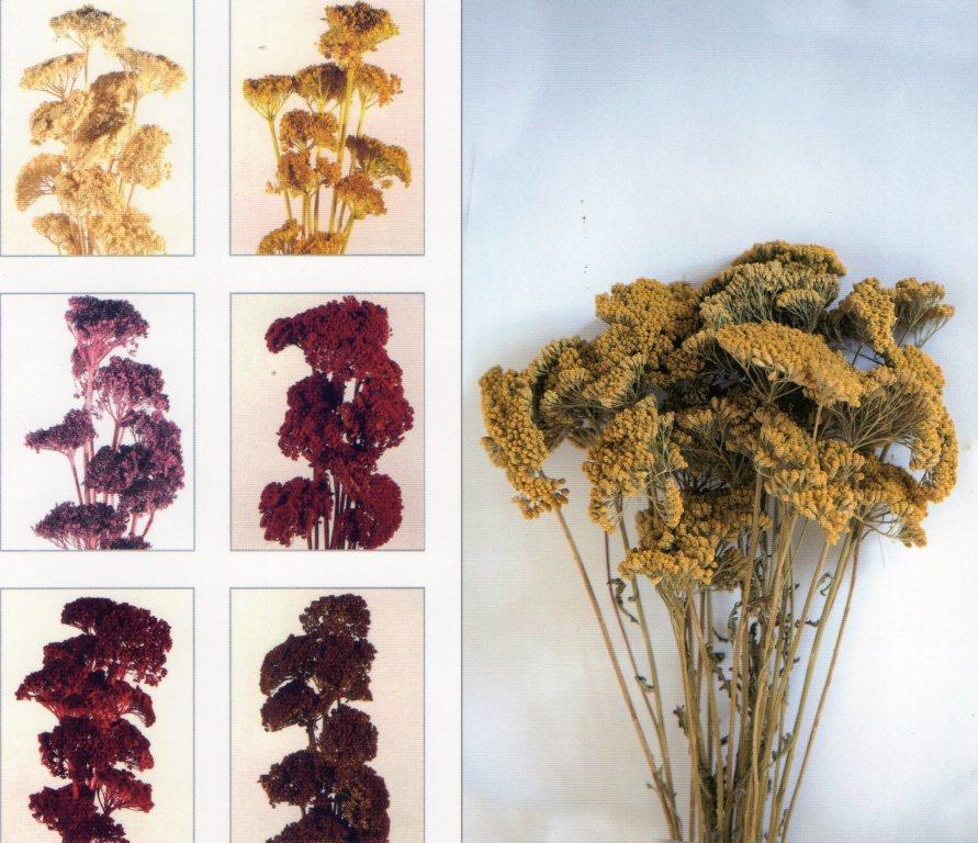 Akillea filipendulina x 10 naturale - Sconti per Fioristi e Aziende . -  colorata