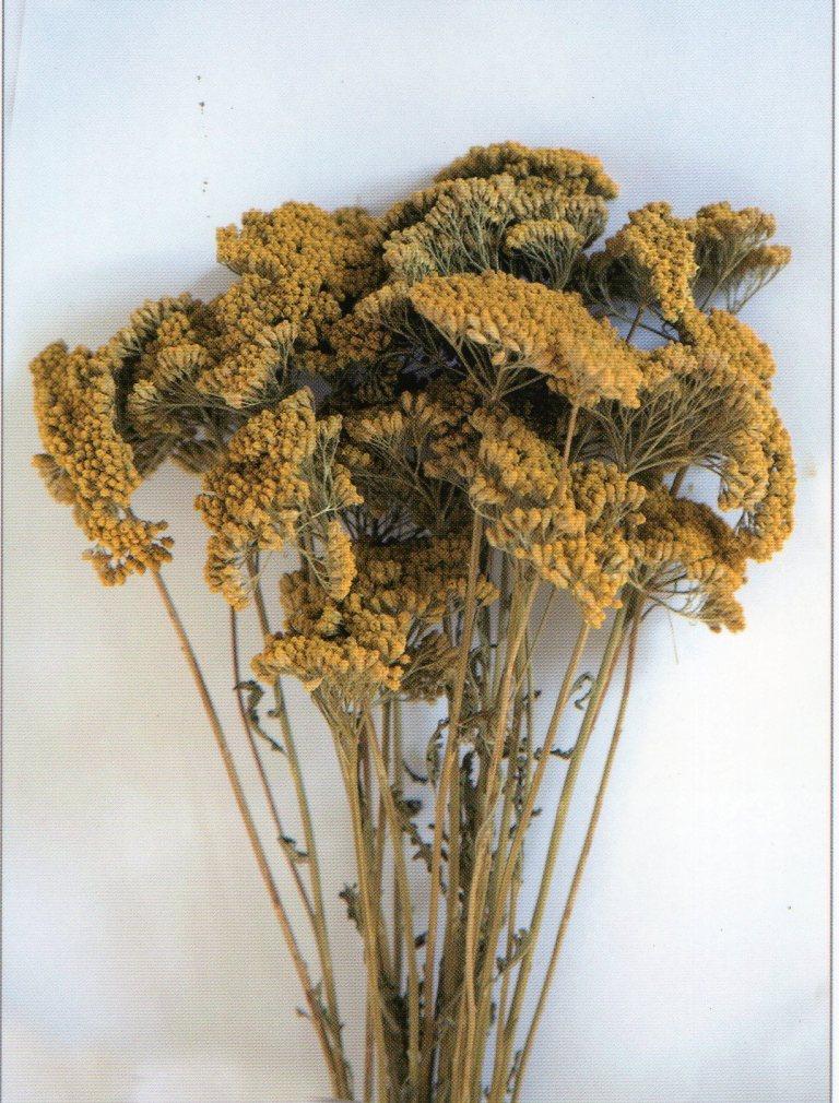 Akillea filipendulina x 10 naturale - Sconti per Fioristi e Aziende . -  colorata