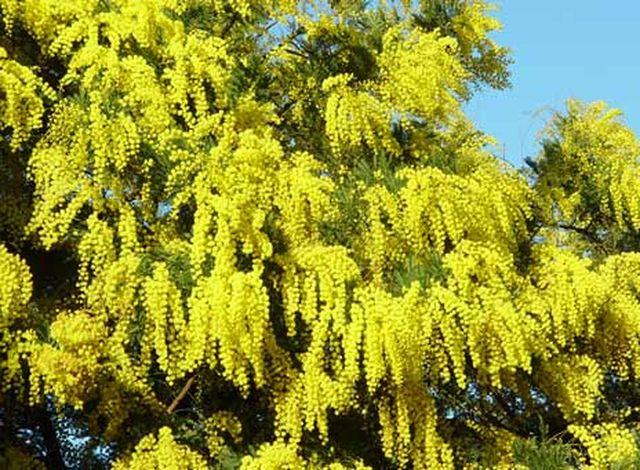 ESAURITA - Mimosa Fresca box da Kg. 3 Acacia Dealbata - Goulois - Sconti per Fioristi e Aziende