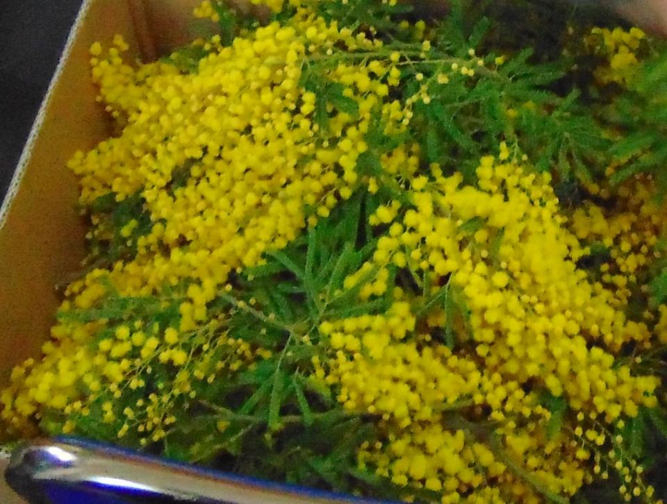 ESAURITA - Mimosa Fresca box da Kg. 3 Acacia Dealbata - Goulois - Sconti per Fioristi e Aziende