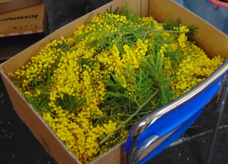 ESAURITA Mimosa Fresca box da Kg. 3 - Sconti per Fioristi e Aziende - Acacia Dealbata - Goulois