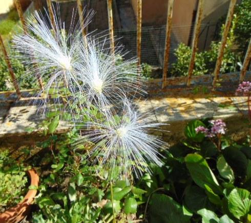 Soffione  x 3 Bianco H 90 -  Sconti per Fioristi e Aziende . - In poliester