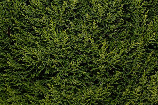 Tuja Preservata naturale - Sconti per Fioristi e Aziende - Busta Kg.1 Rami H 100/120