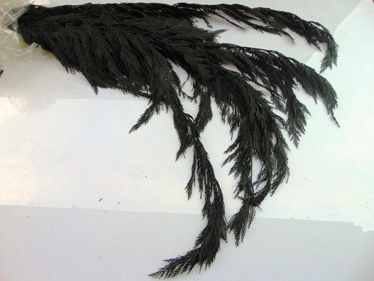 Tuja Preservata naturale - Sconti per Fioristi e Aziende - Busta Kg.1 Rami H 100/120
