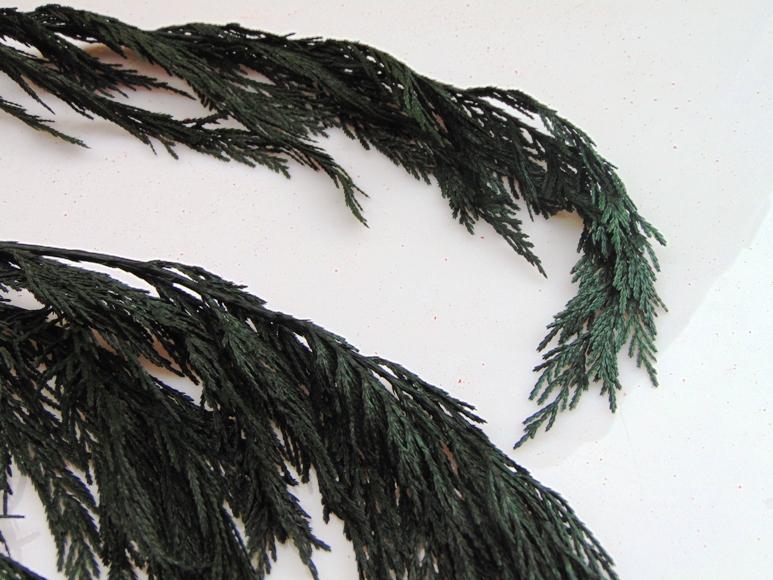 Tuja Preservata naturale - Sconti per Fioristi e Aziende - Busta Kg.1 Rami H 100/120