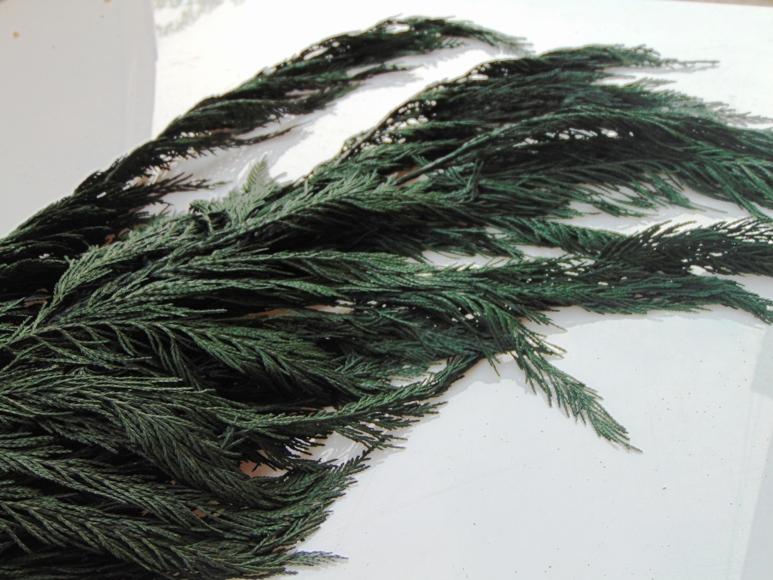 Tuja Preservata naturale - Sconti per Fioristi e Aziende - Busta Kg.1 Rami H 100/120