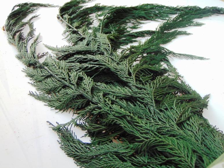 Tuja Preservata naturale - Sconti per Fioristi e Aziende - Busta Kg.1 Rami H 100/120