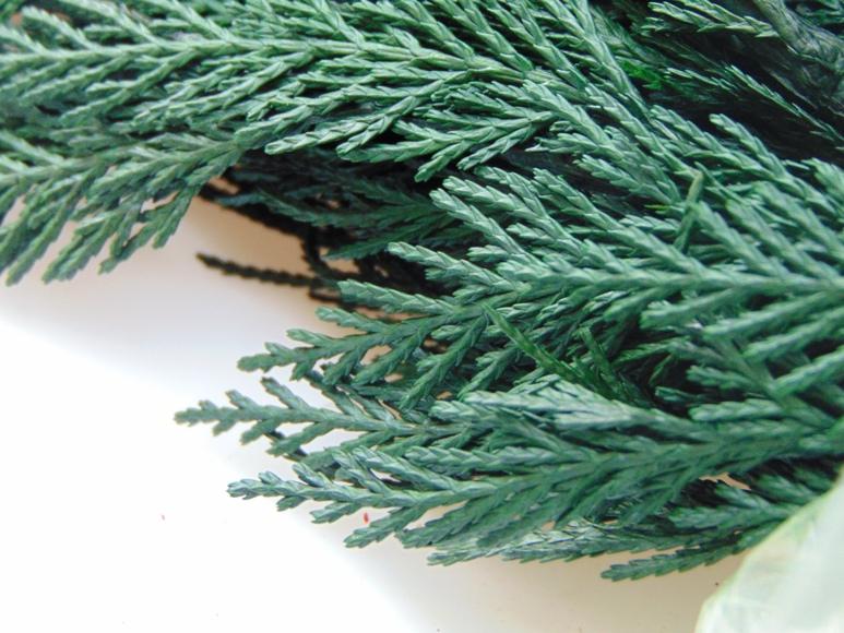 Tuja Preservata naturale - Sconti per Fioristi e Aziende - Busta Kg.1 Rami H 100/120