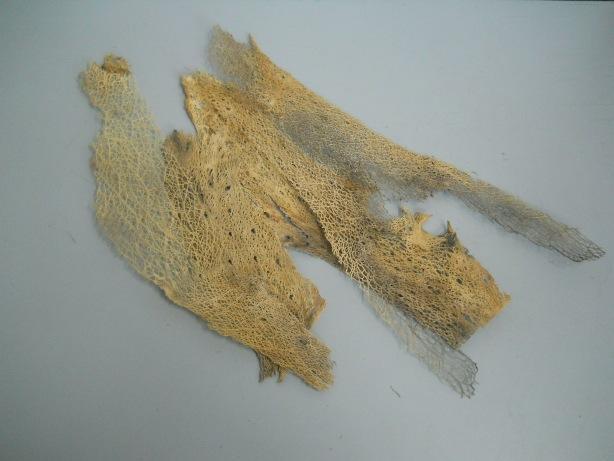 Fibra scheletrita di fico d'india naturale  250 gr. - Sconti per Fioristi e Aziende .