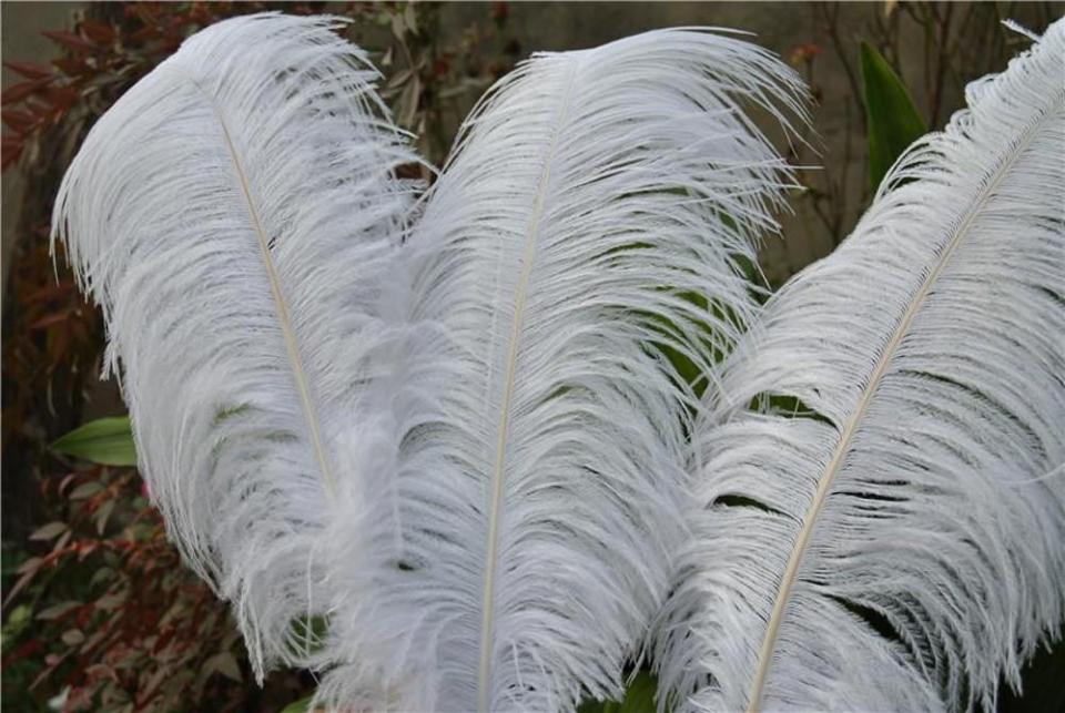 Piume di struzzo cm. 60/70  - Sconto per Fioristi e Aziende - in vari colori