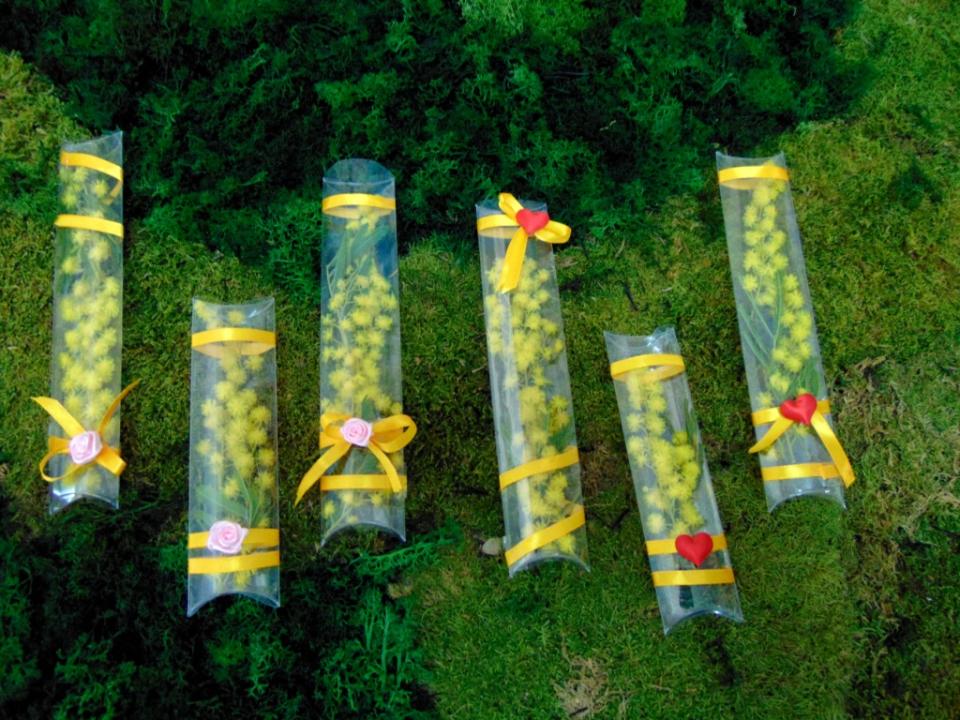 ESAURITA Mimosa fresca in tubo H 20 - Sconti per Fioristi e Aziende - in PVC trasparente