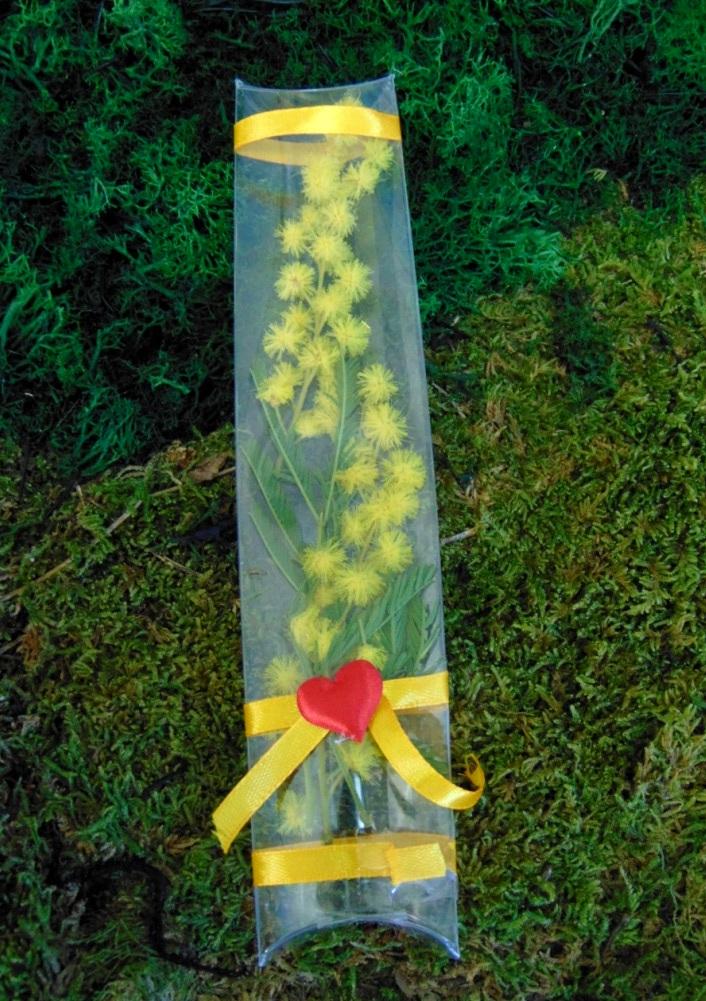 ESAURITA Mimosa fresca in tubo H 20 - Sconti per Fioristi e Aziende - in PVC trasparente