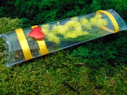 ESAURITA Mimosa fresca in tubo H 15 - Sconti per Fioristi e Aziende - in PVC trasparente