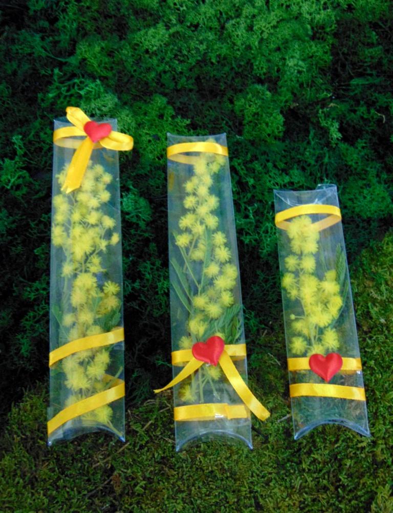 ESAURITA Mimosa fresca in tubo H 15 - Sconti per Fioristi e Aziende - in PVC trasparente