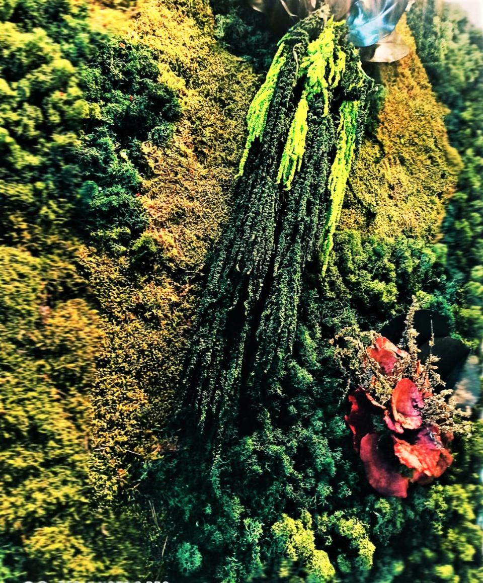 Amaranthus caudatum stabilizzato - Sconti per Fioristi e Aziende . - H 90/110