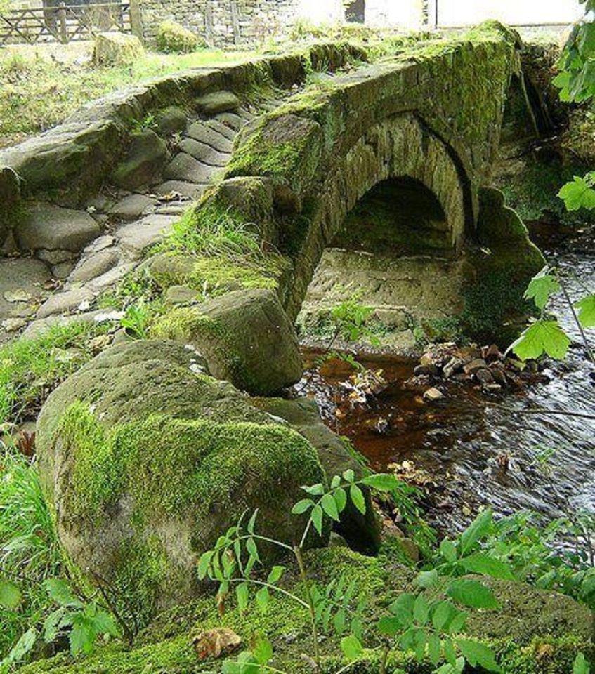 Muschio Plagiothecium - Sconti per Fioristi e Aziende -  fresco cassetta x Mq. 0,50