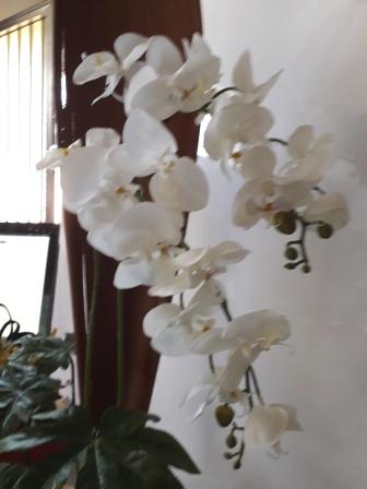 Orchidea Falenopsis H 98 - Sconti per Fioristi e Aziende . - Artificiale