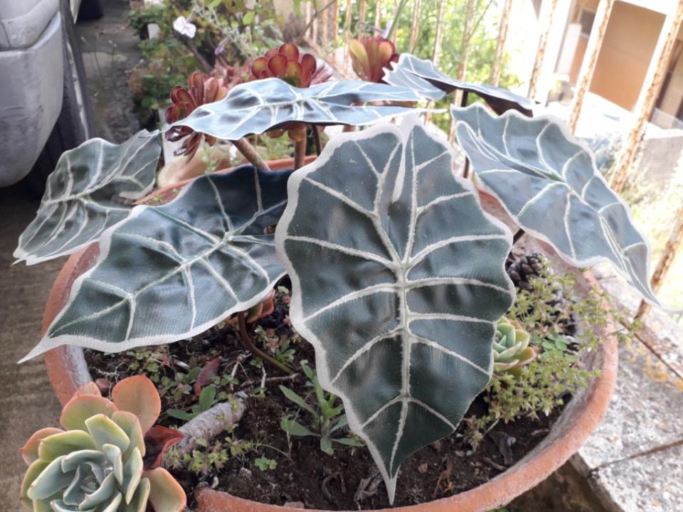 Foglia di Alocasia cm. 30 - Sconti per Fioristi e Aziende . - Artificiale